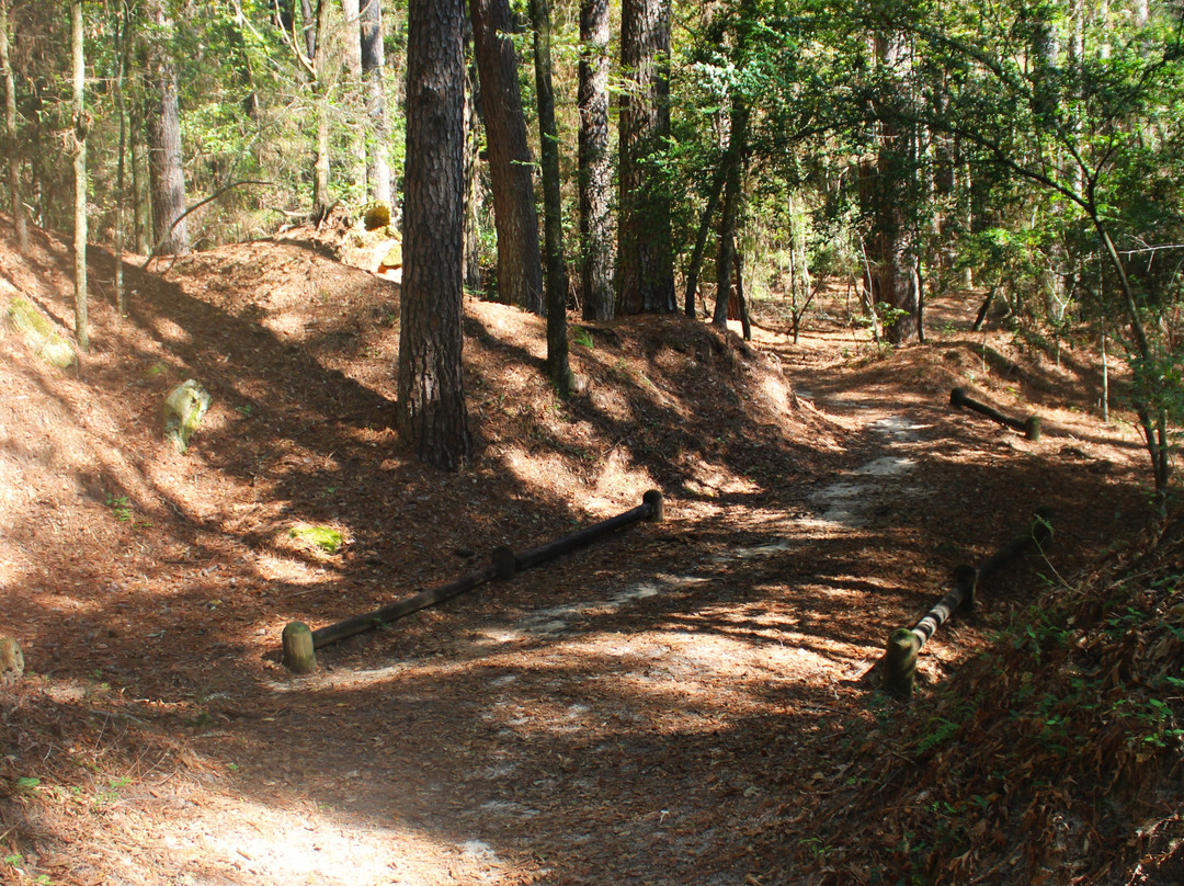 Mississippi Petrified Forest景点图片