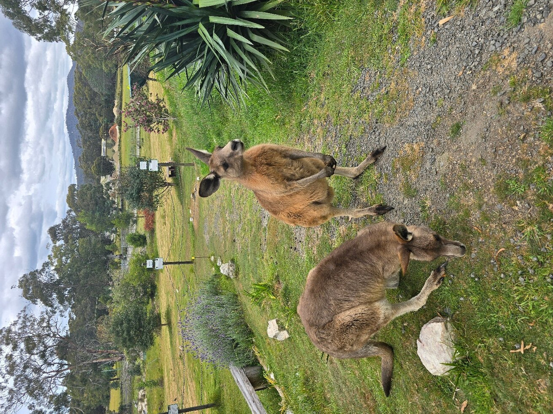 Serpentarium Wildlife Park Tasmania景点图片