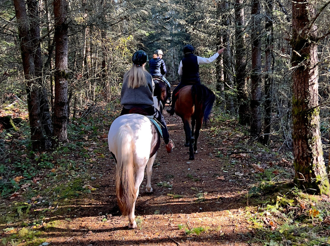 Lang's Horse and Pony Farm景点图片