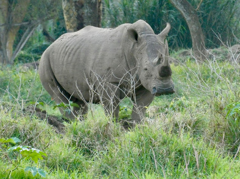 BUSH MOSAIC SAFARIS-内罗毕必去景点