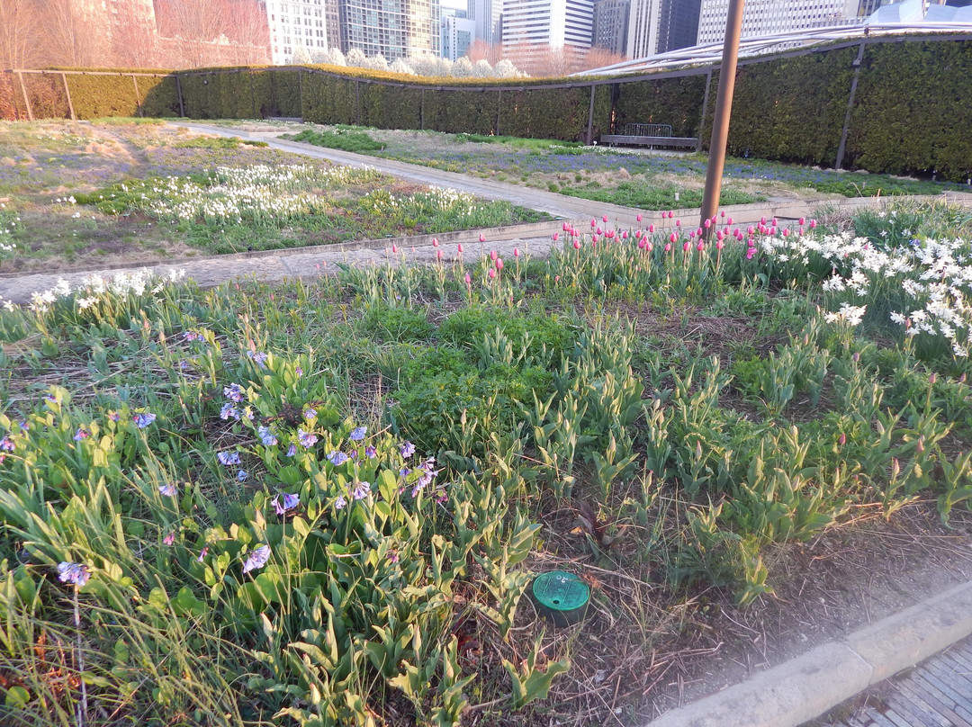 Lurie Garden景点图片