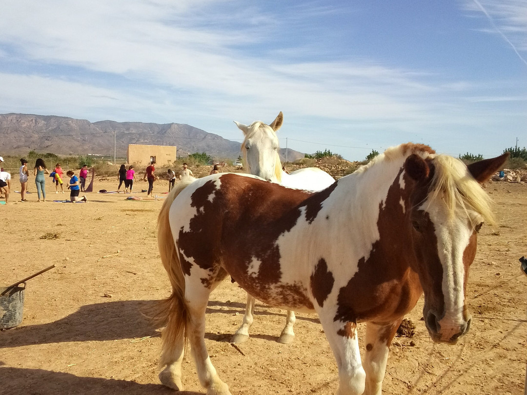 Rancho Cavalli-Alhama de Murcia必去景点