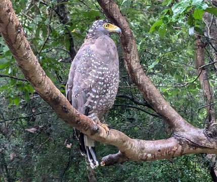 Minneriya Wild Jeep Safari-丹布拉必去景点