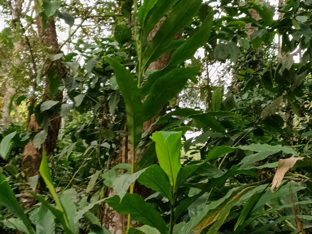 Kerala Farm景点图片