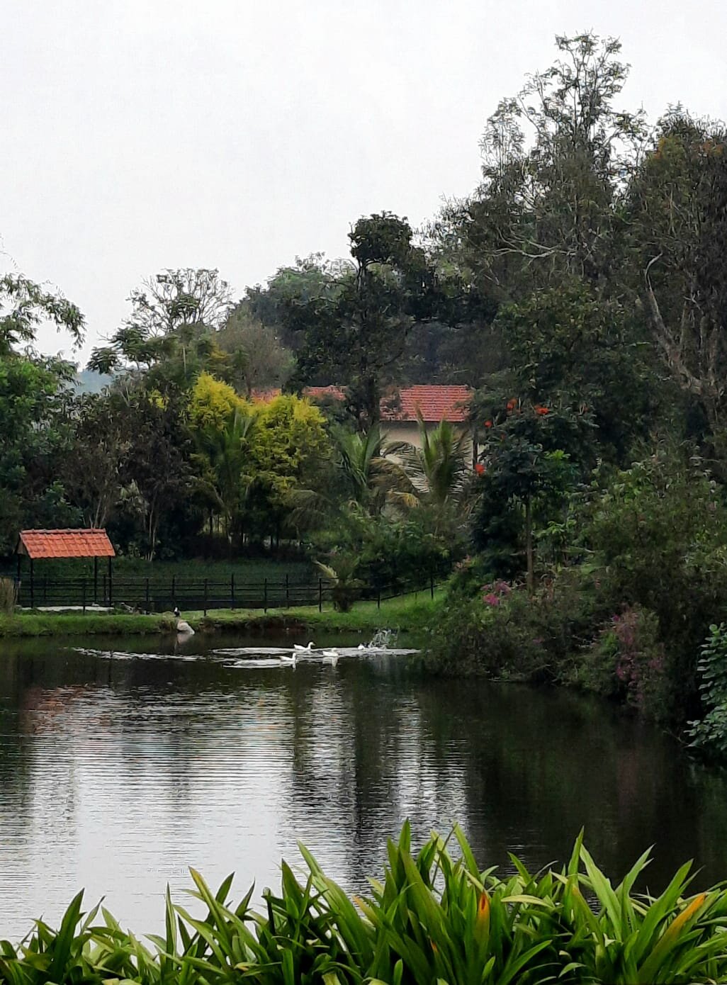 Rosetta Sakleshpur-官方