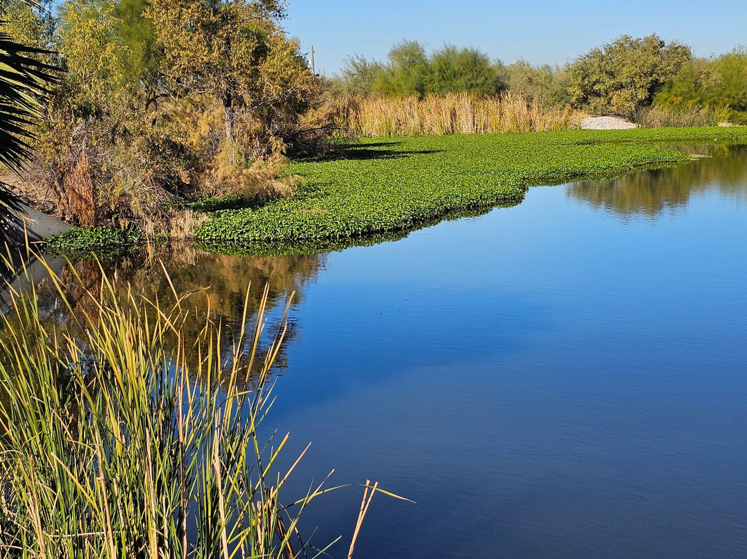 Tres Rios Wetlands-凤凰城必去景点
