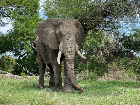 Dongeni Safaris-雾观必去景点