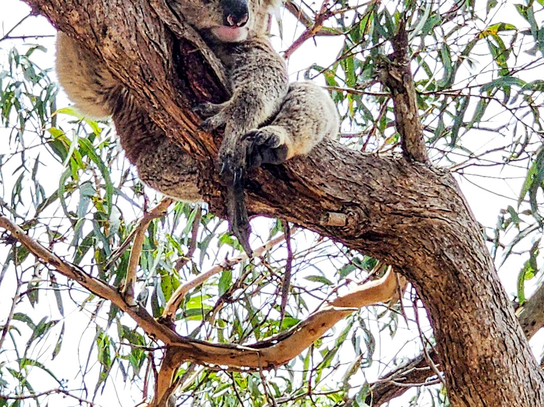 Nicholson Jetty-Nicholson必去景点
