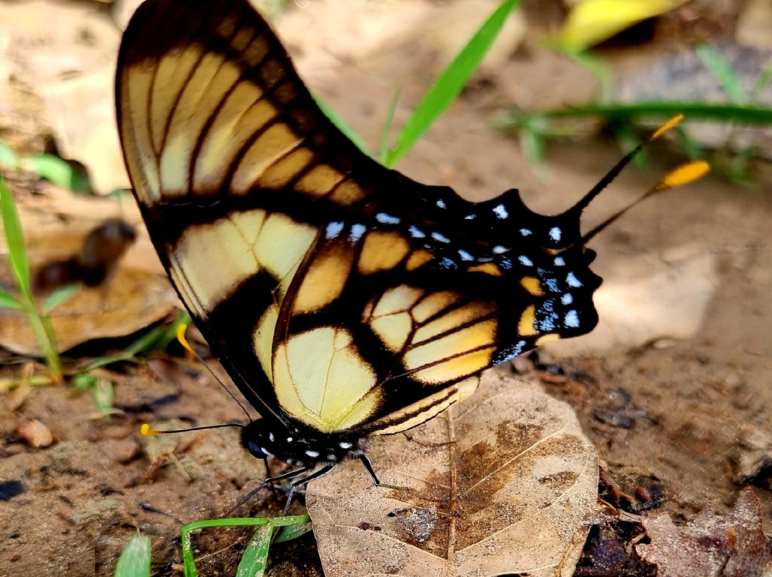 Tapiche Jungle Reserve景点图片