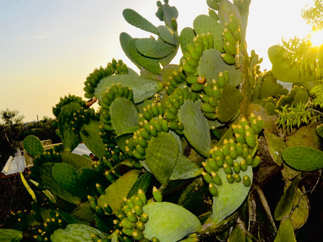 Tenuta Don Vittorio B&B主图