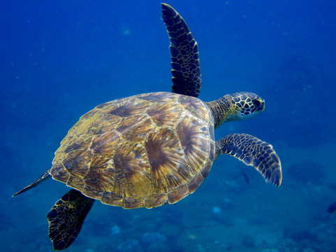 Kauai Dive Co-坡伊普必去景点