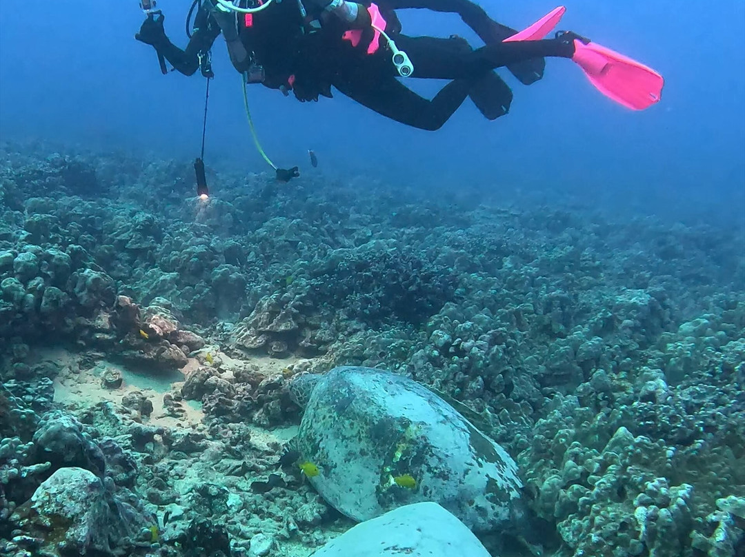 Sunshine Scuba-火奴鲁鲁必去景点