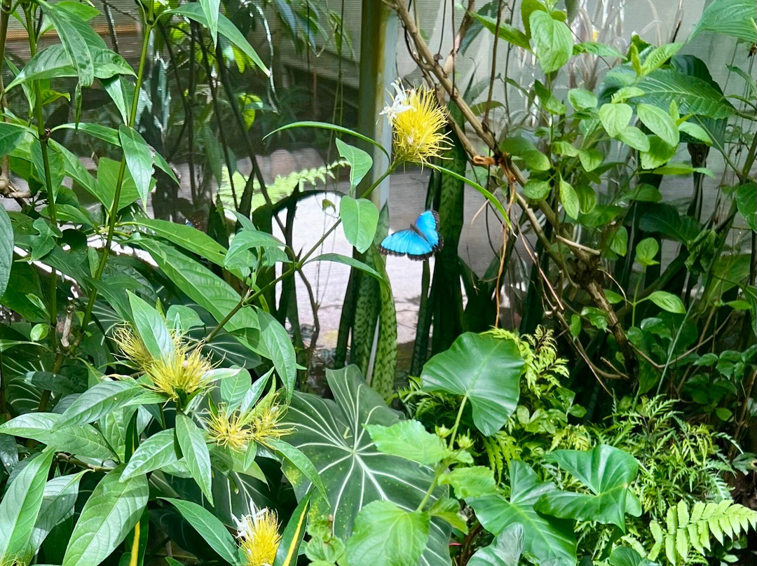 Butterfly Haven景点图片