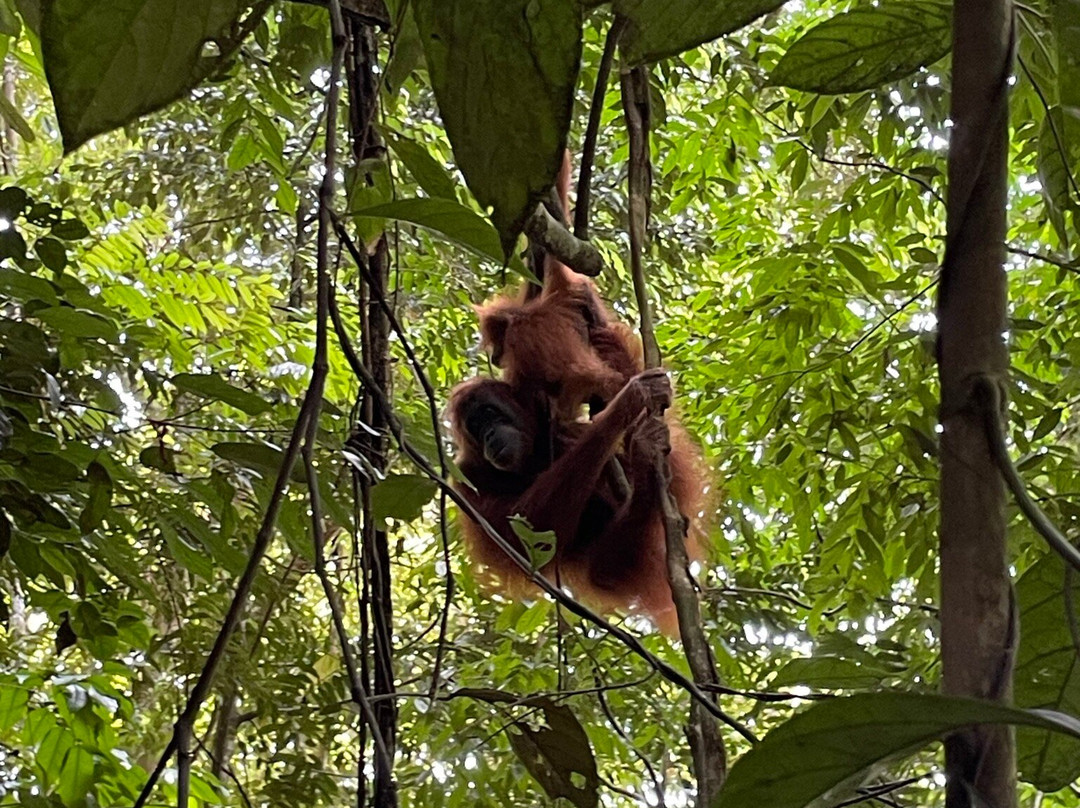 Orang Utan Bukit Lawang-武吉拉旺必去景点