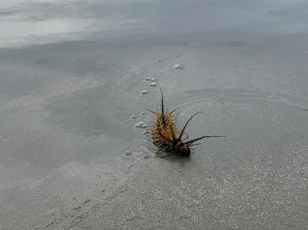Fortaleza Beach-乌巴图巴必去景点