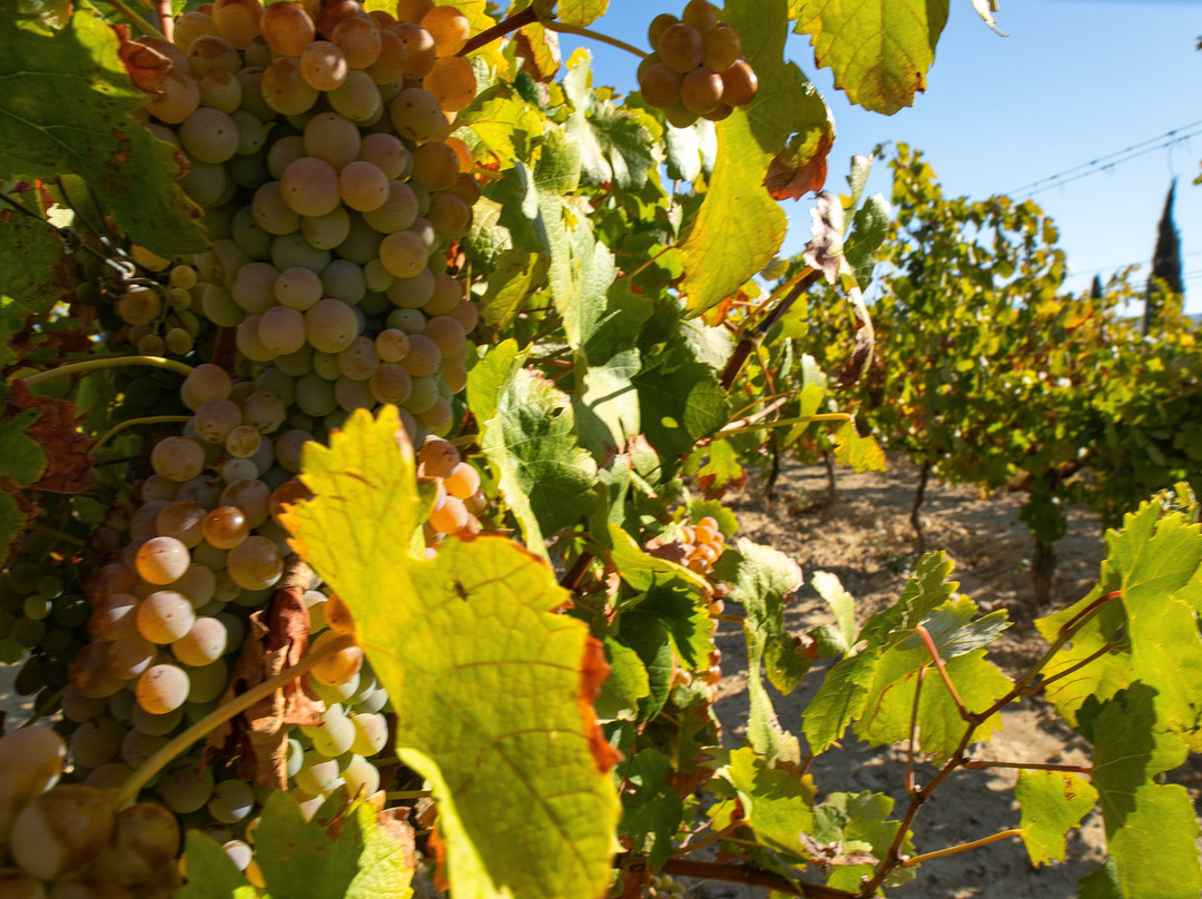 Terra Sarda Wines and Tours-Holtby必去景点