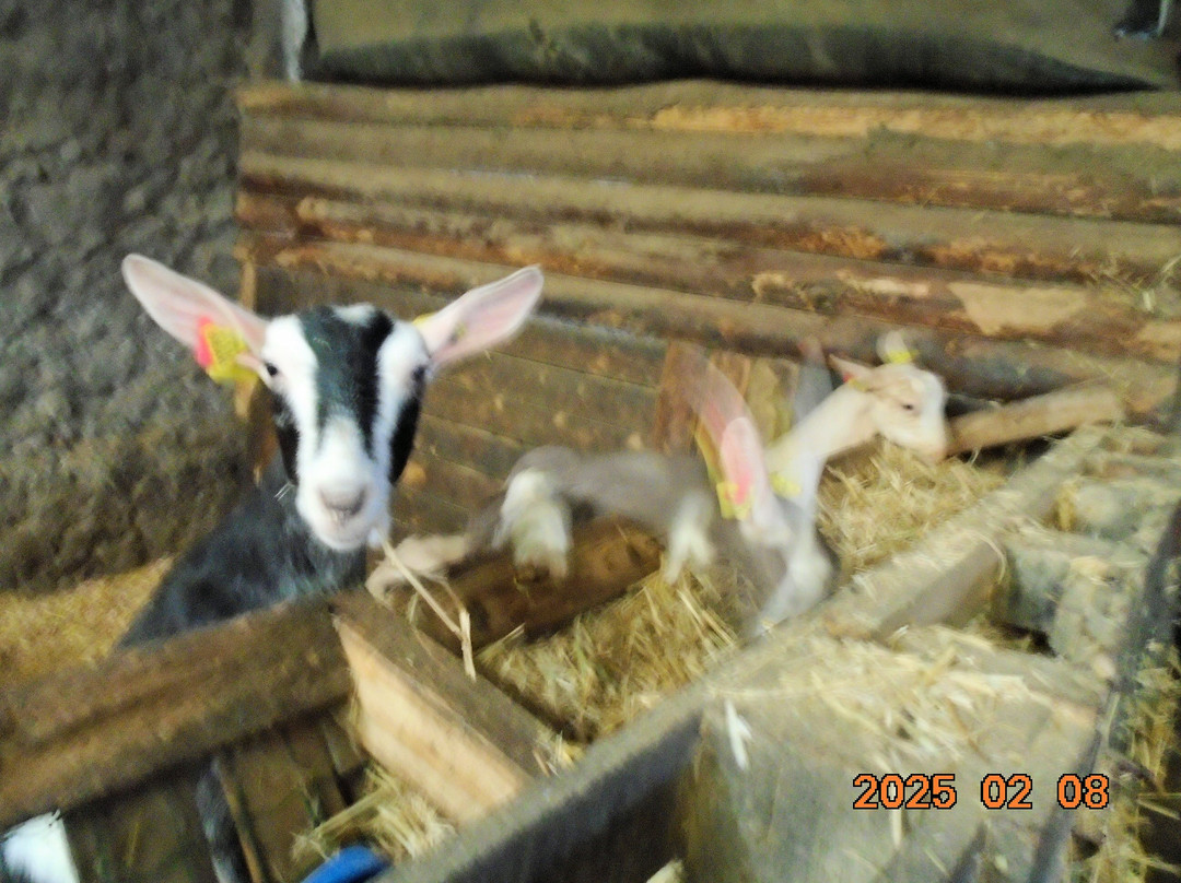 Typical Breakfast with Goats-Rabo de Peixe必去景点
