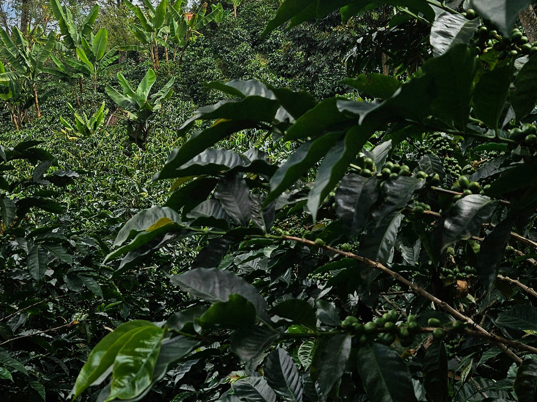 entre bosques finca de café-萨伦托必去景点