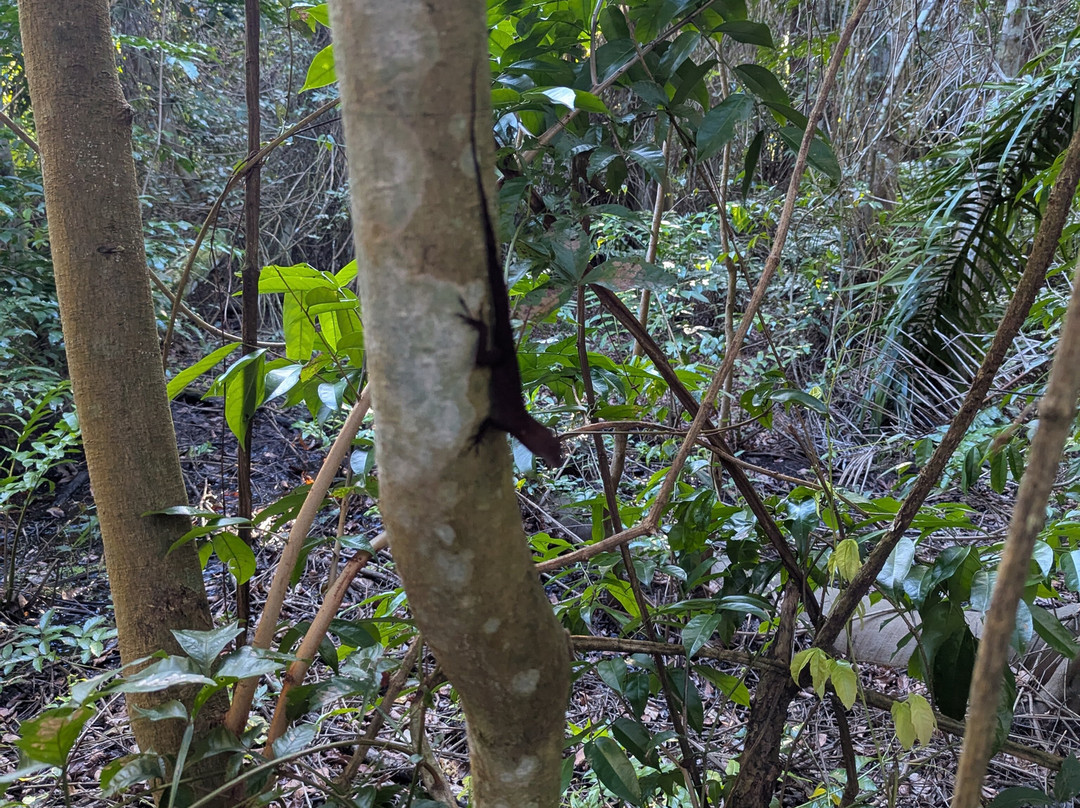 Pterocarpus Forest - Palmas del Mar景点图片