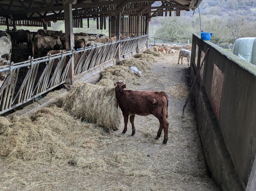 Ferme Pédagogique du Lieu Roussel景点图片