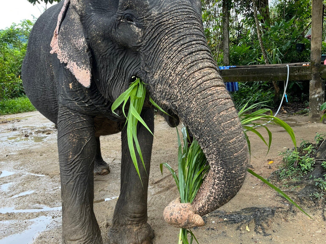 Supaporn Elephant Camp景点图片