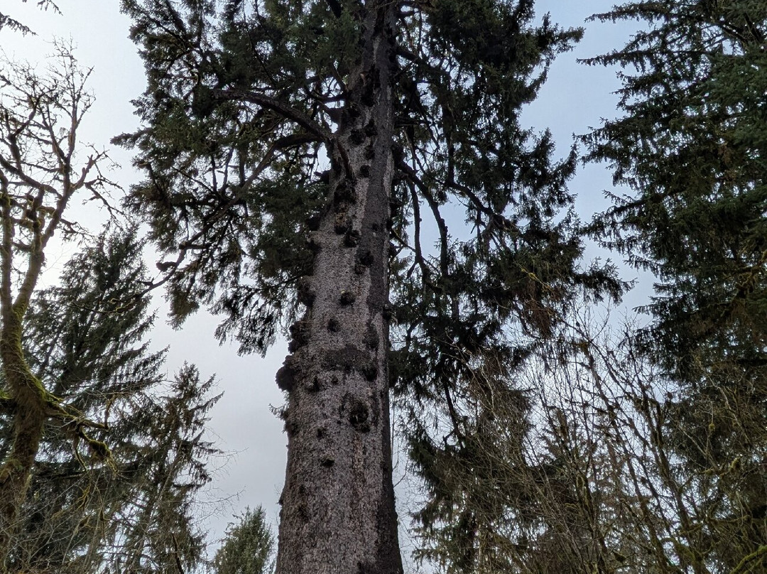 Quinault Big Spruce Tree景点图片