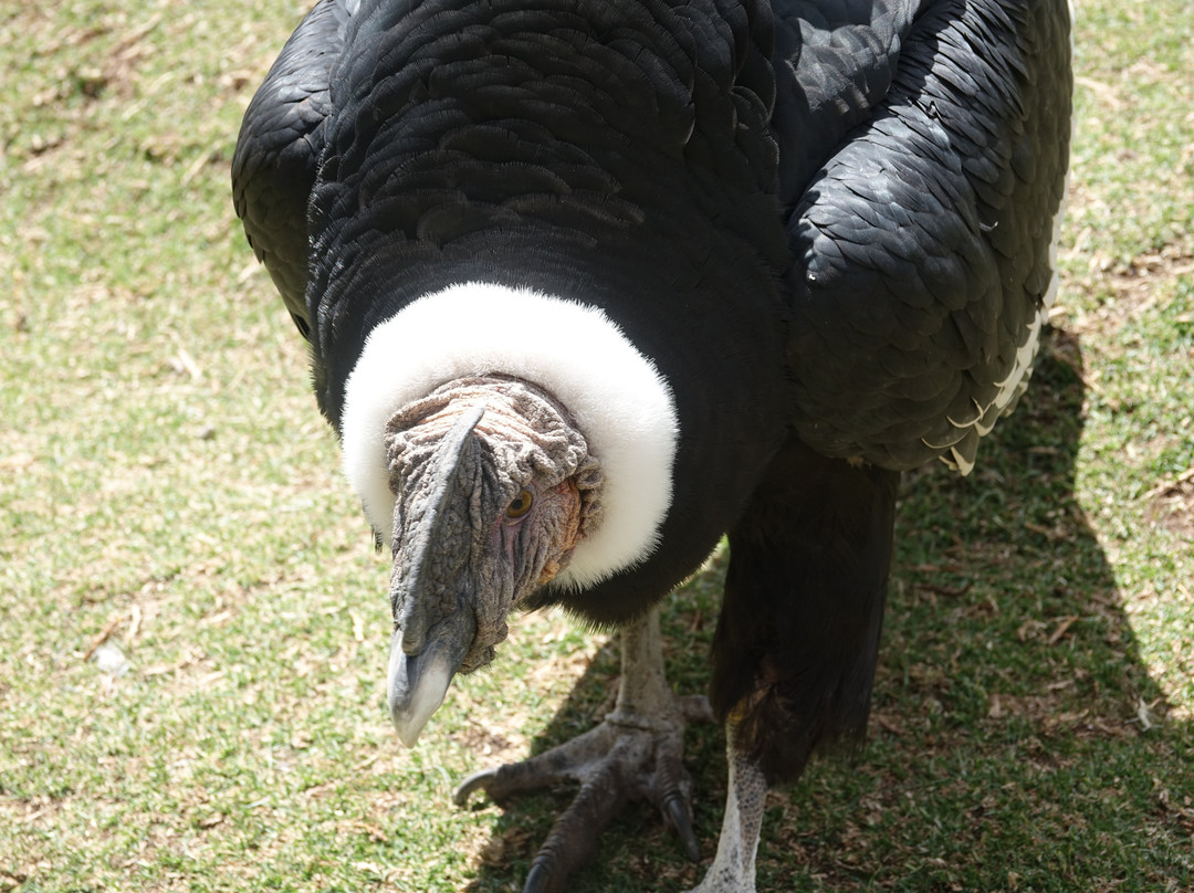 Cochahuasi Animal Sanctuary-库斯科必去景点