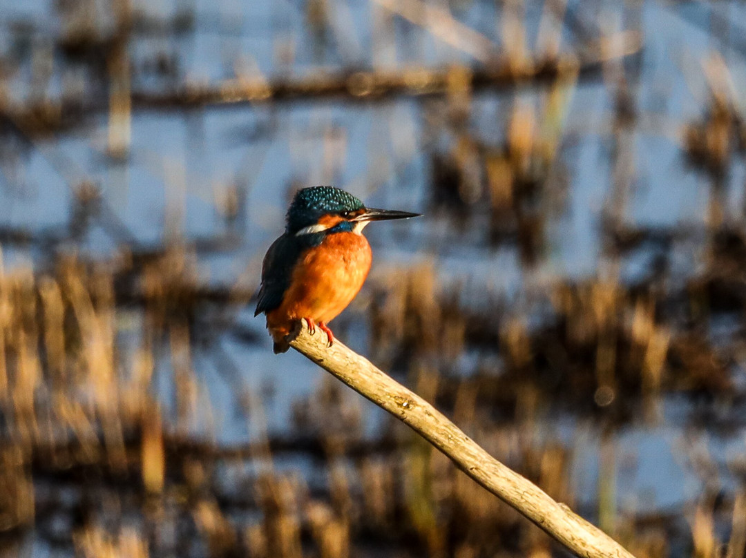 RSPB Minsmere-Westleton必去景点