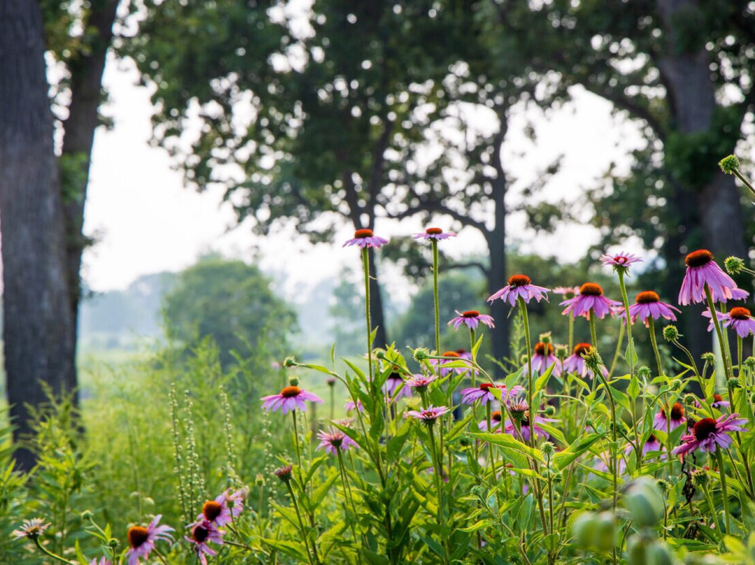 Greenway Table & Tap