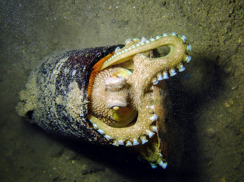 Critter Republic-岛印必去景点