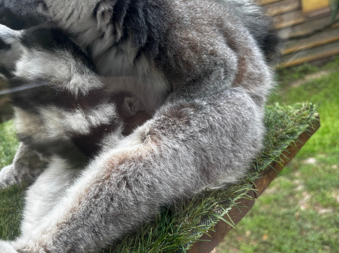 North Florida Wildlife Center景点图片