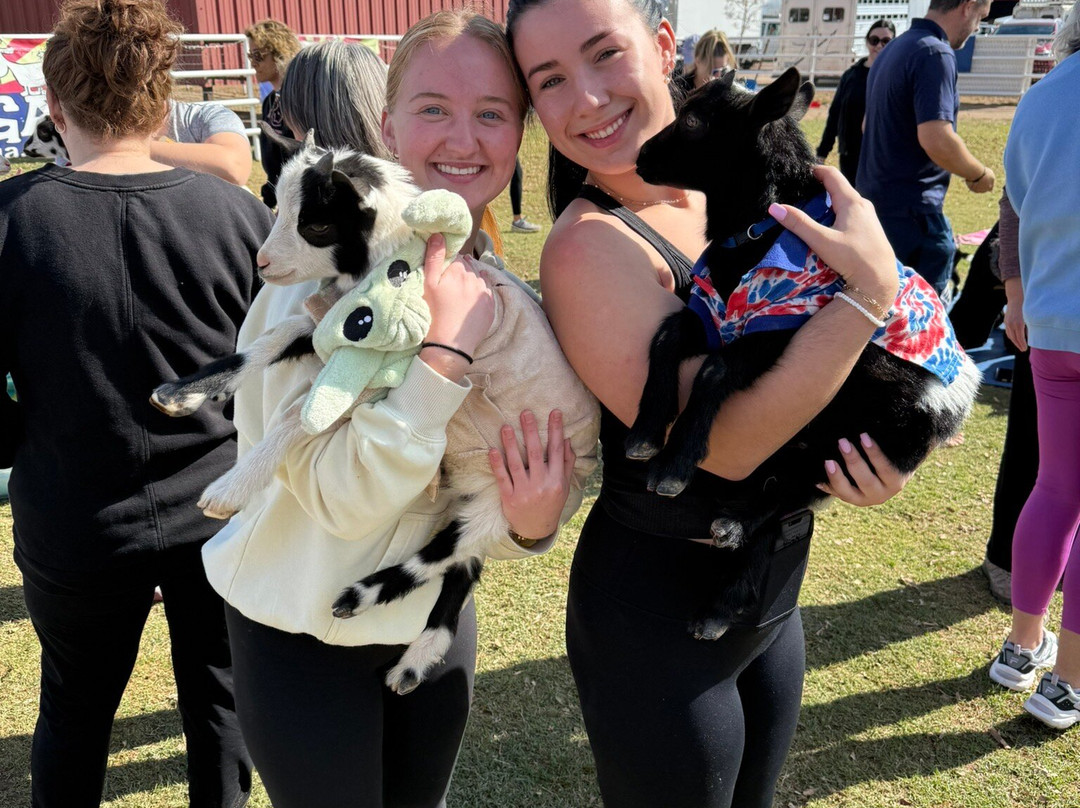 Goat Yoga Arizona-钱德勒必去景点