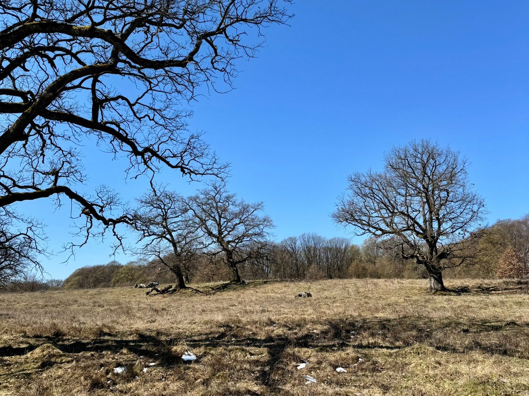 Breite Ancient Oak Tree Reserve景点图片