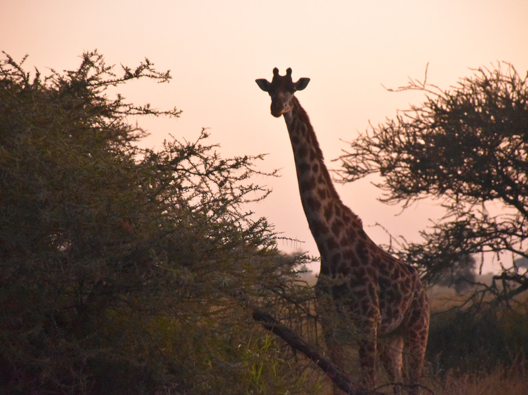 Next Stop Tanzania-阿鲁沙必去景点