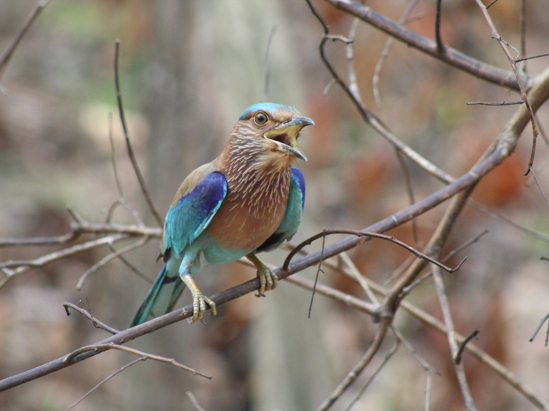 Nature Encounter Tour景点图片
