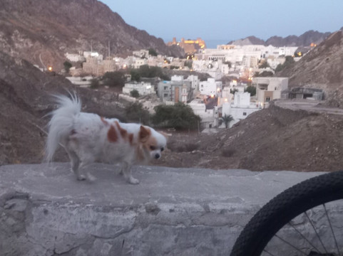 Oman Tour-马斯喀特必去景点