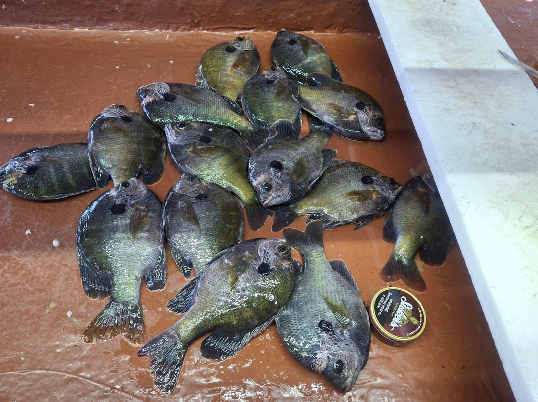 Roland Martin Marina-克莱维斯顿必去景点