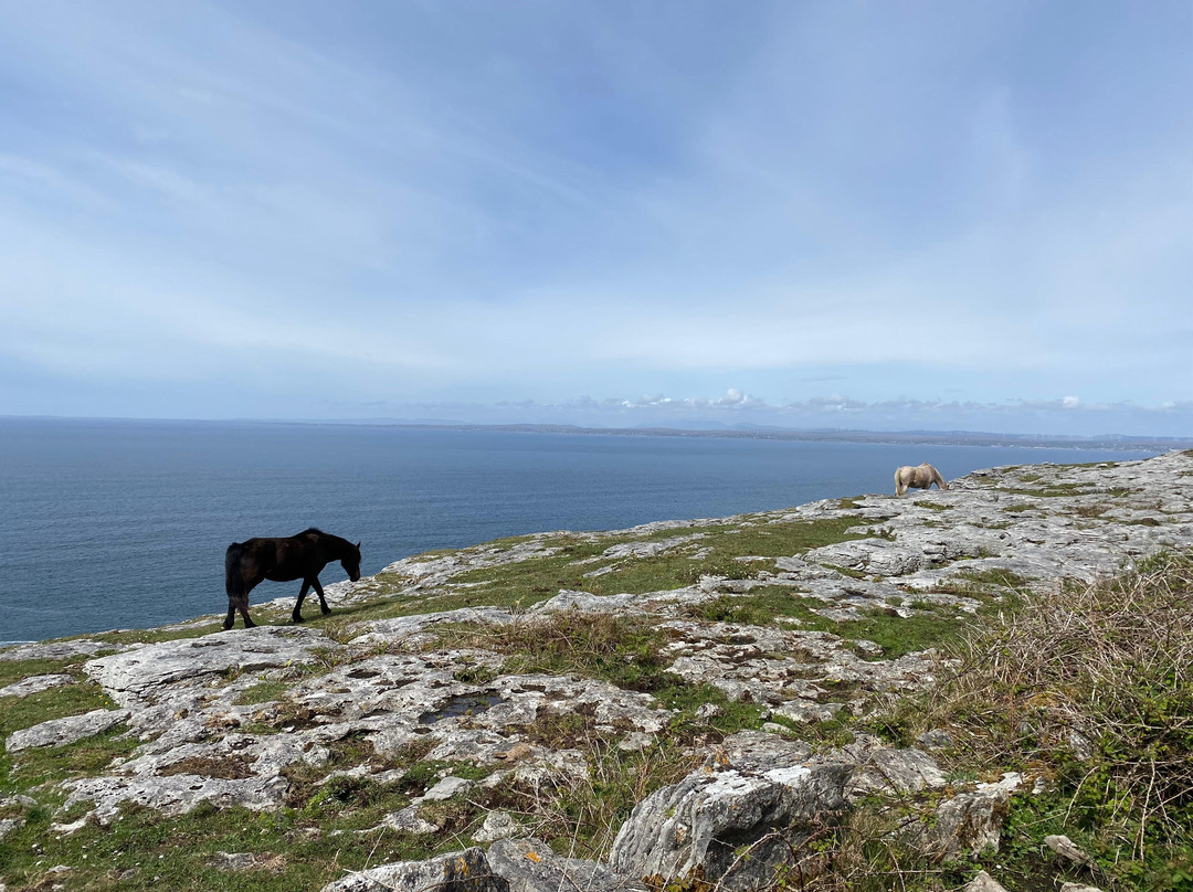 Sheedy's Hotel & Restaurant主图