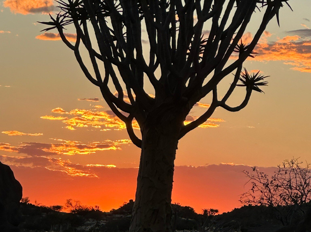 Quivertree Forest and Giant's Playground景点图片