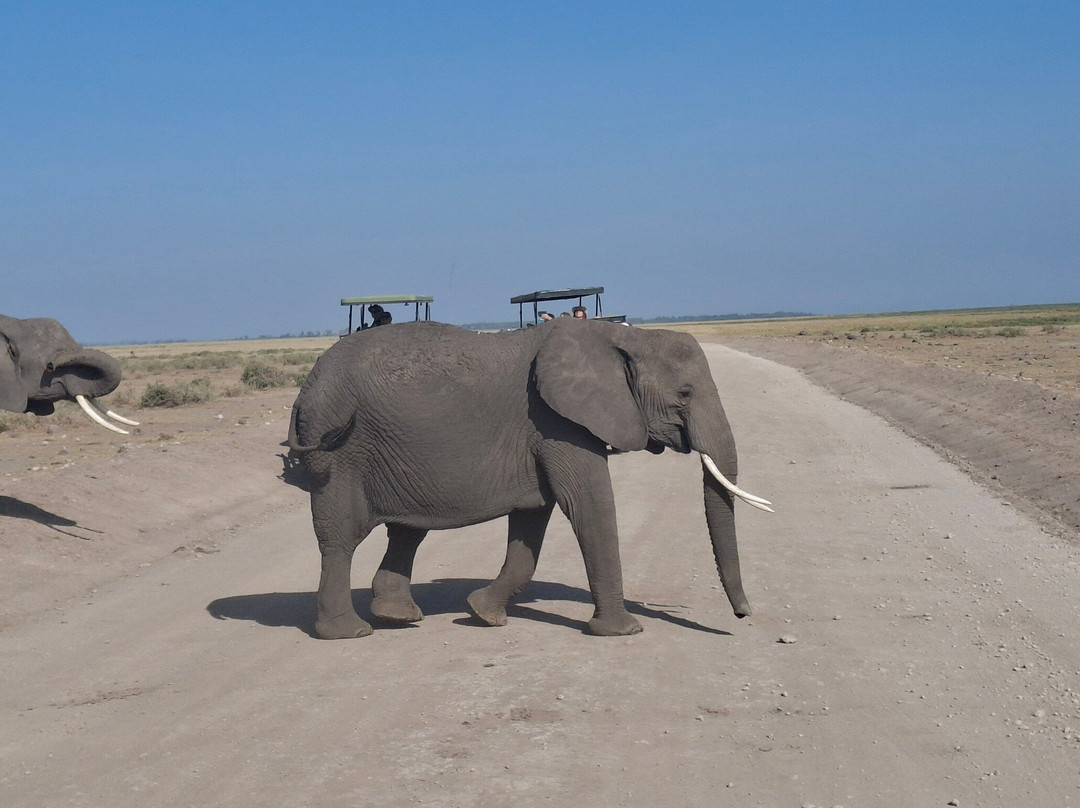 Topcats Safaris Ltd-奇安波必去景点