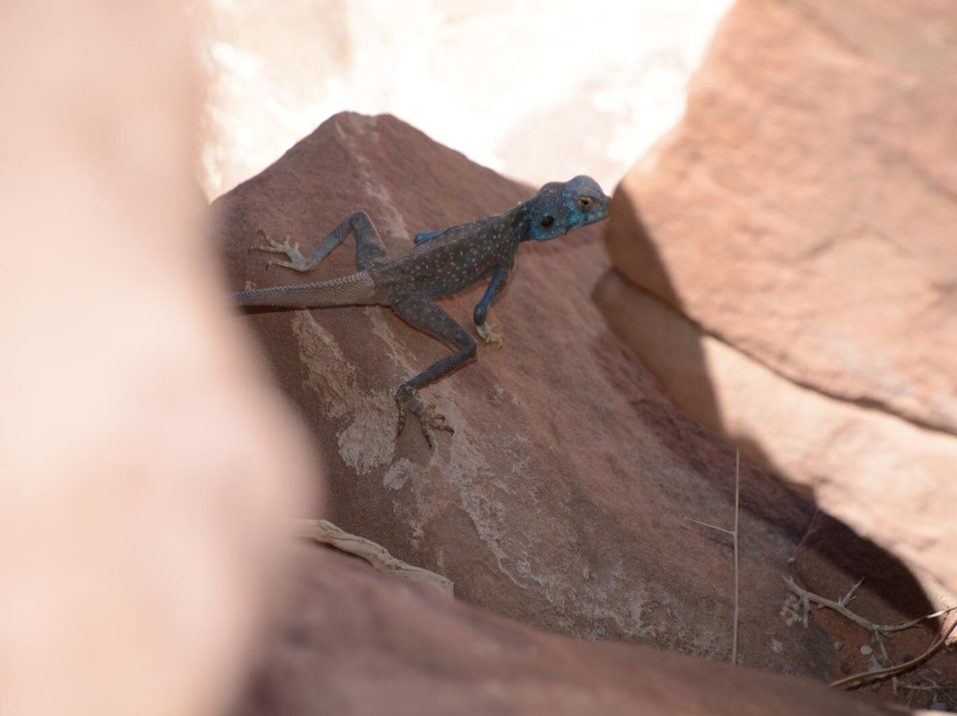 Wadi Rum Desert Adventures - Day Tours-Wadi Rum Village必去景点