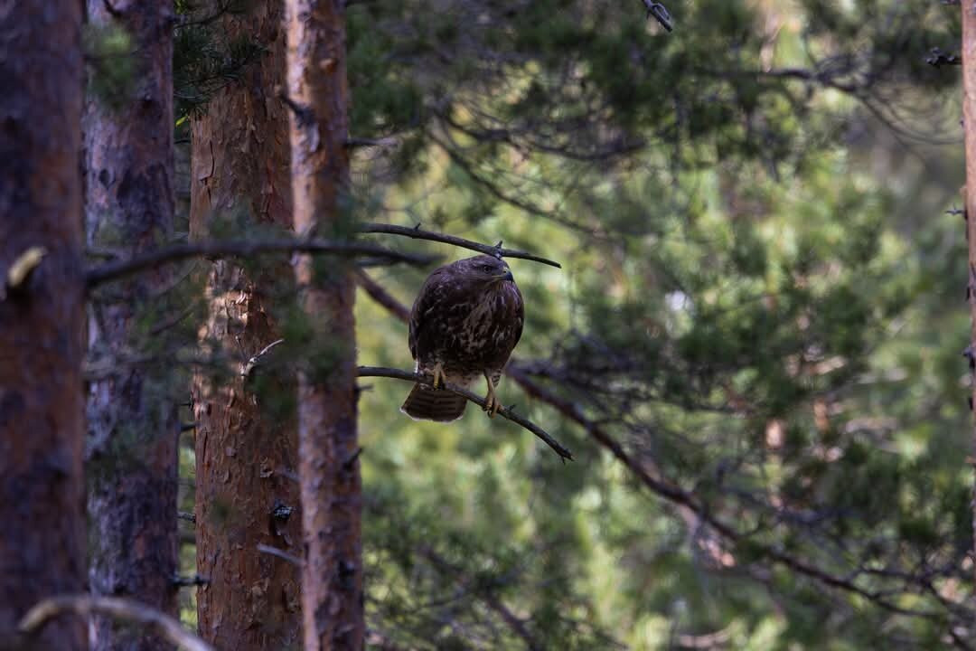 Wild Nordic-Jarbo必去景点