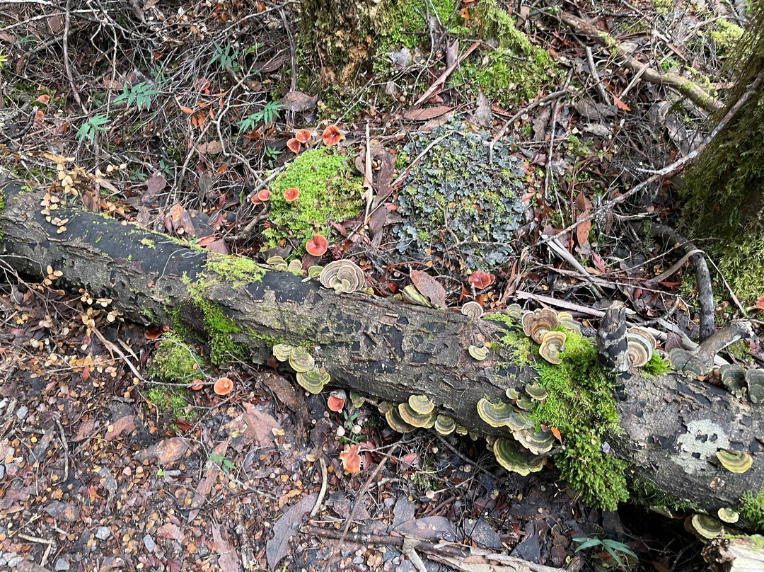Franklin River Nature Trail景点图片
