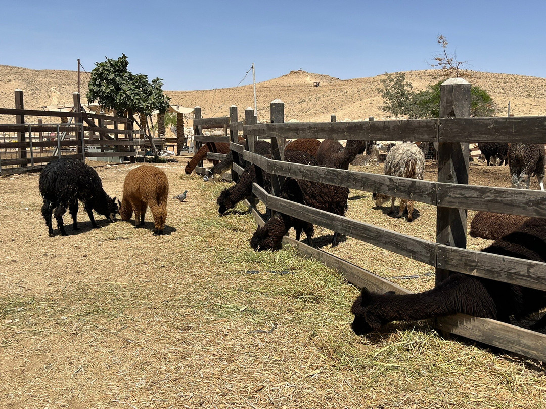 The Alpaca Farm-米茨佩拉蒙必去景点
