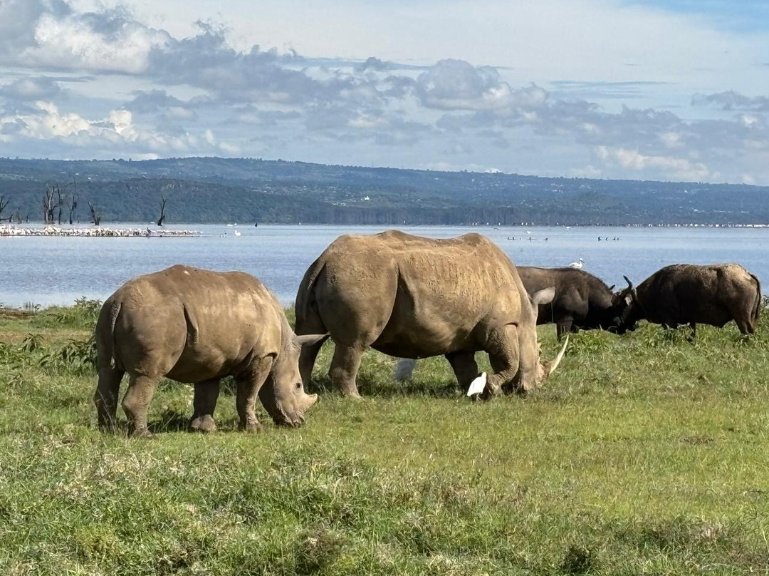 Safari Monks景点图片