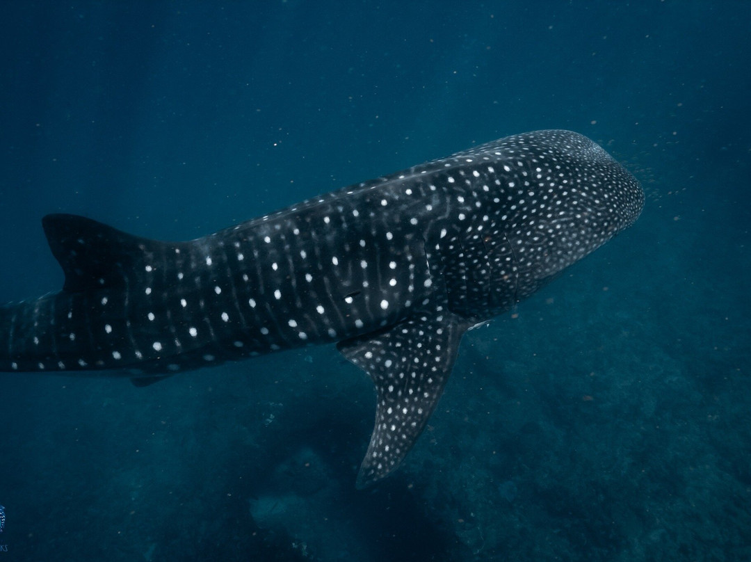 Ningaloo Reef Whale Sharks-珊瑚湾必去景点