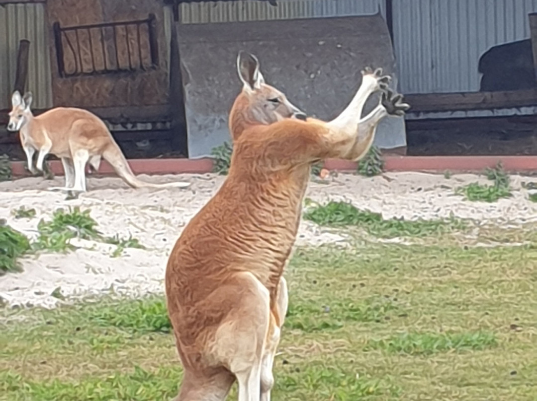 Blåvand Zoo-Blaavand必去景点