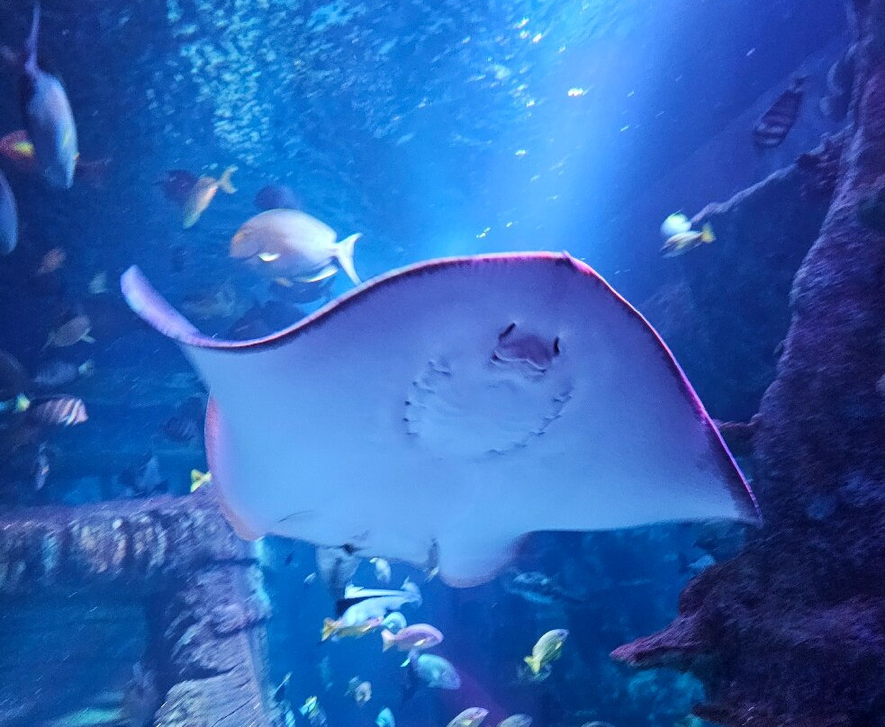 Legoland Sea Life景点图片