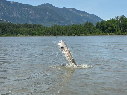 Hooked Up Sturgeon Fishing Adventures-奇利瓦克必去景点