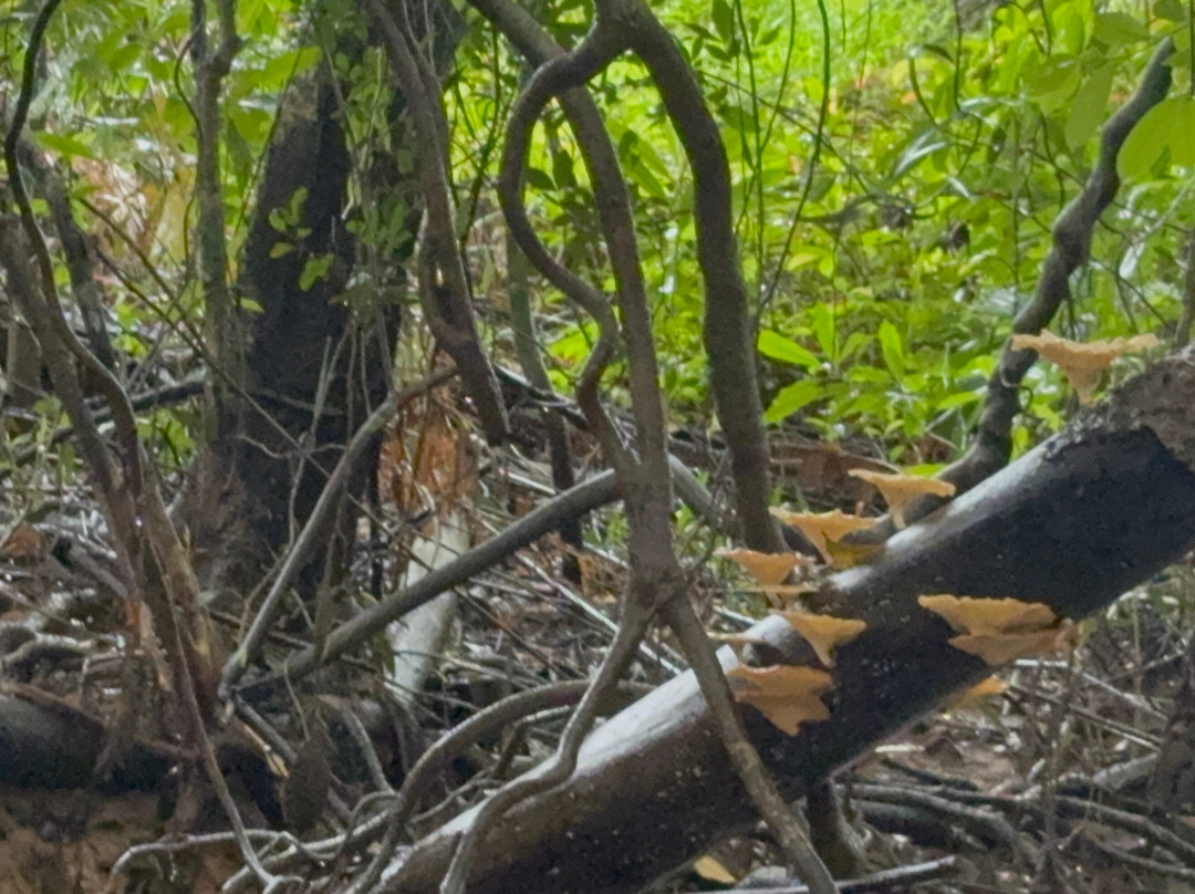 The Little Amazon景点图片